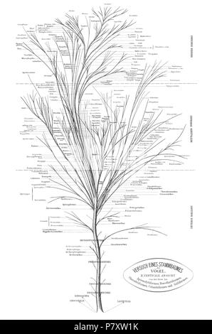 Albero filogenetico di uccelli sulla base di anatomia e morfologia da Max Fürbringer (1888) . 1888 165 Fuerbringer 1888 tree vista laterale 2 Foto Stock