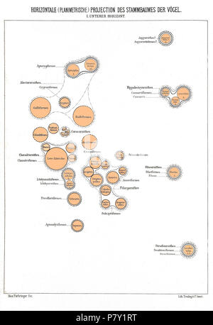 Albero filogenetico di uccelli sulla base di anatomia e morfologia da Max Fürbringer (1888) . 1888 199 orizzontale ho planimetrica Foto Stock