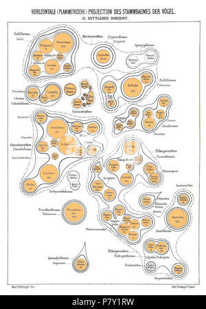 Albero filogenetico di uccelli sulla base di anatomia e morfologia da Max Fürbringer (1888) . 1888 199 planimetrica orizzontale II Foto Stock