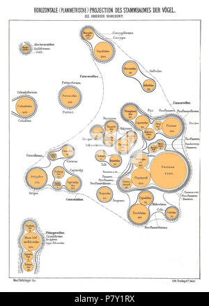 Albero filogenetico di uccelli sulla base di anatomia e morfologia da Max Fürbringer (1888) . 1888 199 planimetrica orizzontale III Foto Stock