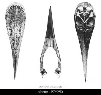 Scheletri di uccelli. Notare che la corrente i nomi scientifici devono essere verificati. Hydrocorax hydrocorax . 1897 200 Hydrocorax hydrocorax 221 Foto Stock