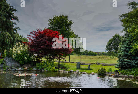 Un laghetto scuro, acero rosso giapponese, azalee rosa, una glicine viola e  altri cespugli, muschio sul terreno. Il giardino giapponese a l'Aia Foto  stock - Alamy