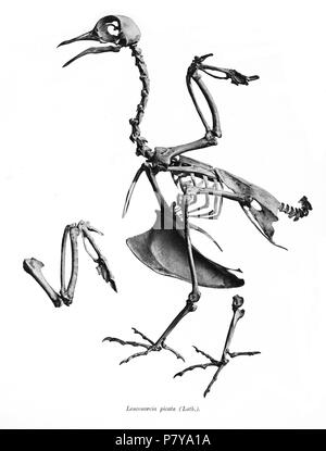 Scheletri di uccelli. Notare che la corrente i nomi scientifici devono essere verificati. Leucosarcia picata . 1897 244 Leucosarcia picata 177 Foto Stock