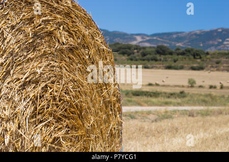 Campo agricolo su cui impilati haystacks di paglia dopo la mietitura del grano Foto Stock