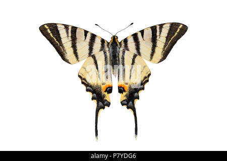 La scarsa coda forcuta farfalla, isolato su uno sfondo bianco Foto Stock
