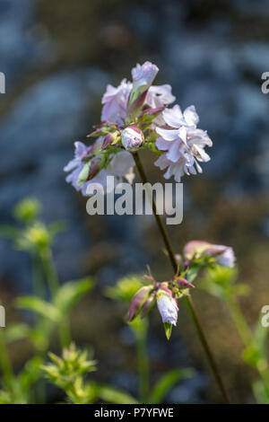 Soapwort comune, Såpnejlika (Saponaria officinalis) Foto Stock