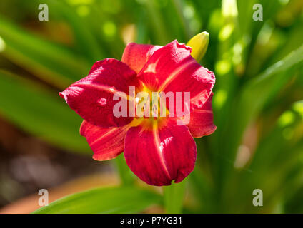 'Red Rum' Daylily, Daglilja (Hemerocallis) Foto Stock