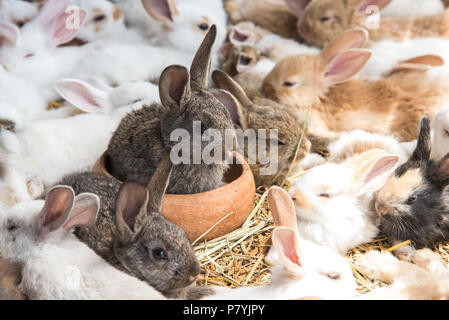 Gruppo di conigli in appoggio in pet shop e attendere per l'acquirente. Animale e bel concetto di animali domestici Foto Stock