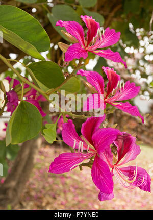 Incredibile vivid rosa / rosso fiori e foglie di Bauhinia blakeana, Orchidea Tree, emblema floreale di Hong Kong, crescendo in Qld Australia Foto Stock