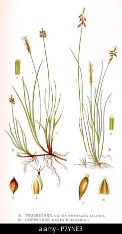 431 Carex obtusata, Carex pulicaris. Foto Stock