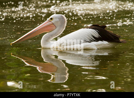 Australian Pelican, Pelecanus conspicillatus,drifting su e riflessa nelle calme acque scure del lago in città parklands nel Queensland Foto Stock