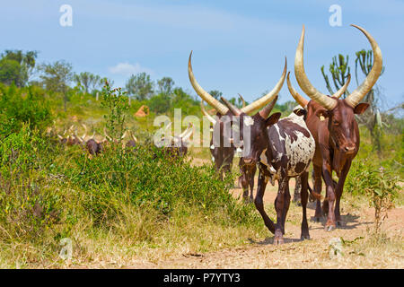 Ankole Bovini, Watusi vacche, Lago Mburo, Uganda, Africa orientale Foto Stock