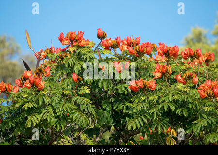 Spathodea campanulata, African Tulip tree, con massa di grandi fiori d'arancio e baccelli di semi che salgono dal denso fogliame verde contro il cielo blu Foto Stock