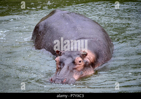 Ippona, Hippopotamus amphibius nuoto in acque poco profonde guardando la telecamera, Queen Elizabeth National Park, Uganda, Africa orientale Foto Stock