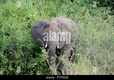 Giovane elefante faccia A Piedi nel Parco Nazionale Queen Elizabeth, Uganda, Africa orientale Foto Stock