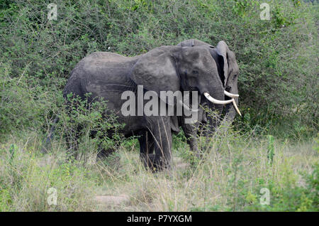 Coppia di elefanti adulti nel Parco Nazionale Queen Elizabeth, Uganda, Africa orientale Foto Stock