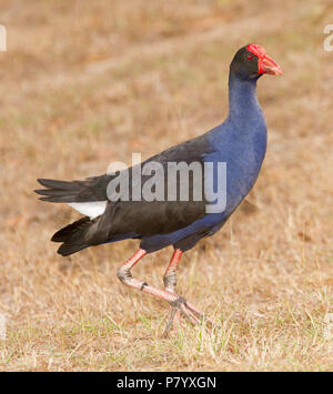 Bella Purple Swamphen, Porphyrio porphyrio, con grandi piedi, camminando su erba di parklands a Bundaberg Botanic Gardens Qld Australia Foto Stock