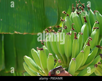 Close up di banane verdi immaturo cresce su alberi di banana Foto Stock