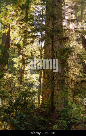 Redwood National Forest Foto Stock