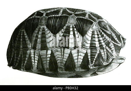 Peltastes platynotus = Geochelone platynota (Blyth, 1863) Inglese: Stella birmano tartaruga, carapace laterali di forma . 1870 (pubblicato 1871) 308 PeltastesPlatynotus Foto Stock