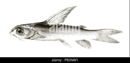 I nomi delle specie / identità bisogno di verifica. L'originale lastre mostravano i pesci rivolto verso destra e che sono stati capovolti qui. Rita chrysea . 1878 334 Rita chrysea Mintern104 Foto Stock