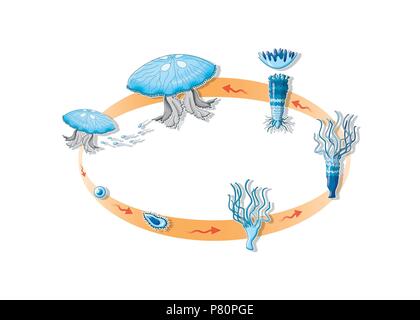 Ciclo di vita della medusa. Foto Stock