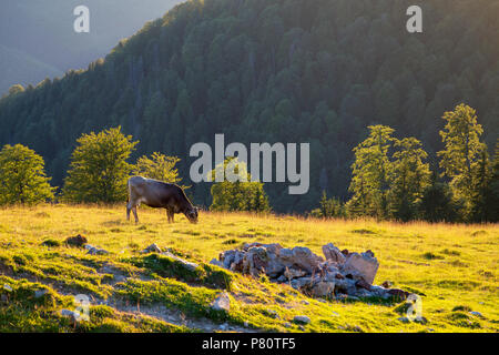 Estate sunrise in Parang montagne, Romania Foto Stock