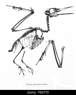 Scheletri di uccelli. Notare che la corrente i nomi scientifici devono essere verificati. 1897 356 Sterna fluviatilis 218 Foto Stock