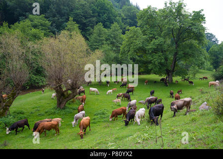 Bos, il genere di animali selvatici e domestici delle specie bovina. Tori di vacche e vitelli. Foto Stock