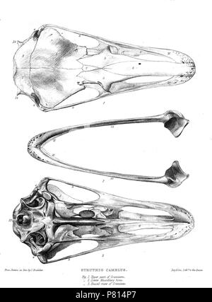 Cranio di Struthio camelus . 1869 357 StruthioSkull Foto Stock