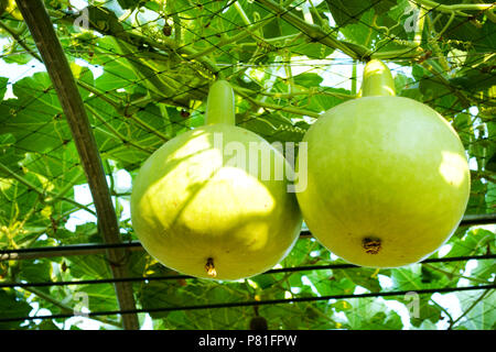 Melone invernale è stato appeso in giardino Foto Stock