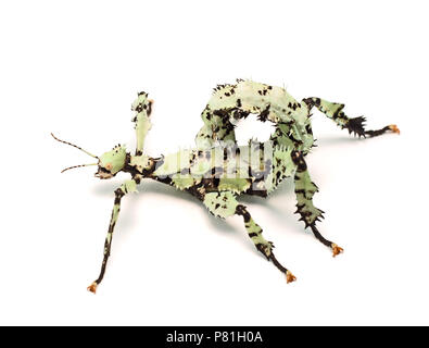 Giant coccolone insetto Stick , Extatosoma tiaratum, dall'Australia. Un popolare pet. Qui il lichen morph a colori. Femmina su bianco. Foto Stock