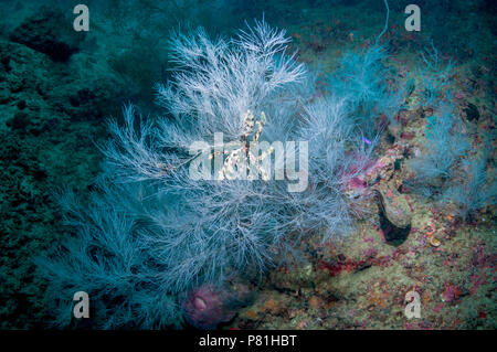 Corallo nero [Antipathes dichotoma]. Papua occidentale, in Indonesia. Foto Stock