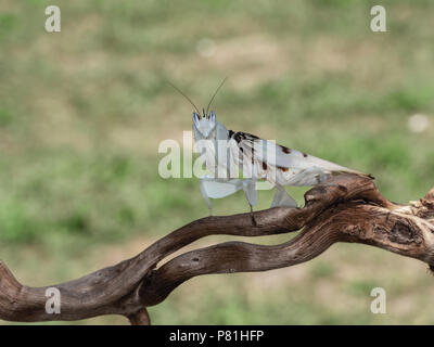 Hymenopus coronatus, aka H. simum, è una mantide dal sud-est asiatico. Nomi comuni includono passeggiate flower mantis e orchid mantis. Femmina su ramoscello all'esterno. Foto Stock