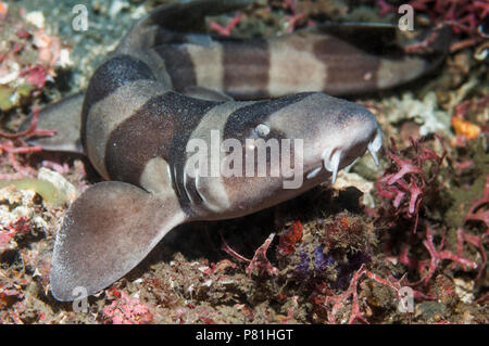 Brownbanded squalo Bamboo [Chiloscylliumn punctatum]. Lembeh strait, Nord Sulawesi, Indonesia. Foto Stock