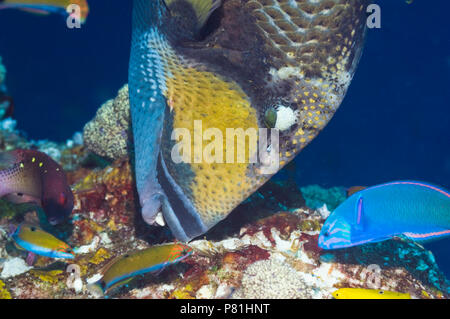 Titan pesci balestra (Balistoides viridescens) alimentazione sulla roccia corallina. Raja Ampat, Papua occidentale, in Indonesia. Foto Stock