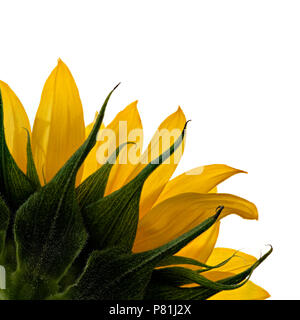 Close up di un unico gigante giallo girasole Foto Stock