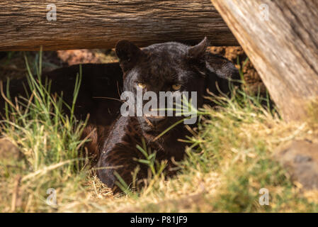 Un leopardo nero in cattività. Chiamato anche un Black Panther. Si tratta di un melanistic variante colore di un leopardo, Panthera pardus Foto Stock