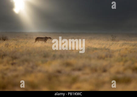 Wild ghepardo nella drammatica meteo con luce drammatica nella bussola della pianura Etosha Foto Stock
