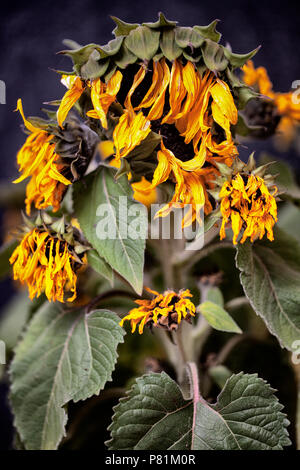 Morendo essiccato di girasoli con raggrinzito petali gialli e verdi foglie appassite dal sole e la mancanza di acqua in un periodo di siccità Foto Stock