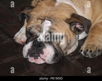 Chiusura del Bulldog di dormire sul pavimento Foto Stock