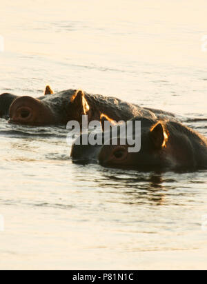 Ippopotamo, ippopotamo anfibio. Fiume Zambesi. Parco Nazionale di Mana Pools. Zimbabwe Foto Stock