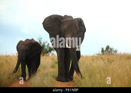 Madre di elefante e vitello venendo verso di noi nel Masai Mara Kenya Foto Stock