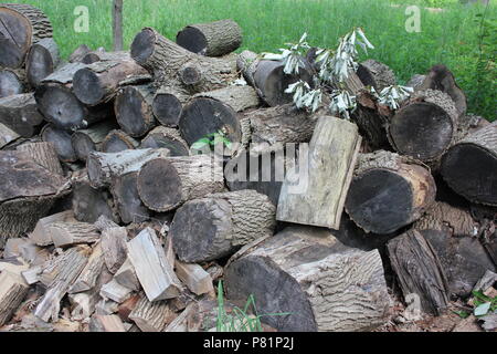 Molti pali di legna da ardere nel prato. Foto Stock