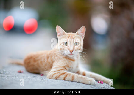 Giallo listati di gatto randagio guardando dritto in telecamera et il livello degli occhi faccia a faccia il gatto domestico Foto Stock