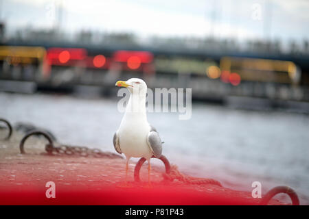 Lesser black backed gull in Istanbul City center Torre Galata arroccato permanente Foto Stock