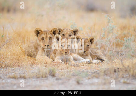 Carino lion cubs fratelli germani nel deserto Etosha Foto Stock