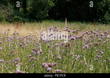 Fiori viola in campo in acqua Bewl Foto Stock