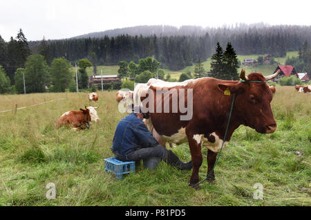 Il polacco agli allevatori di vacche di mungitura a mano nel villaggio Witow, Tatra County, vicino a Zakopane (Polonia). Foto Stock