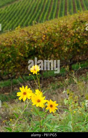 Fiori gialli nei pressi di un vigneto nella regione del Chianti. Toscana, Italia. Foto Stock